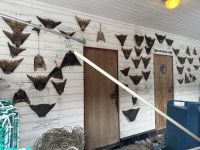 Hurtigruten - MS Nordnorge - Nordkapp - Skarsvag