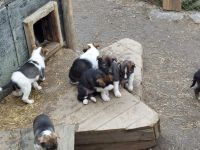 Kirkenes - Husky Tour