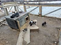 Kirkenes - Husky Tour 