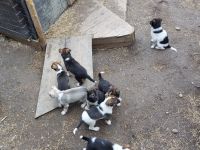 Kirkenes - Husky Tour 