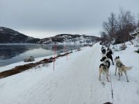 Kirkenes - Husky Tour 