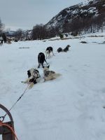 Kirkenes - Husky Tour 
