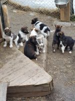 Kirkenes - Husky Tour 