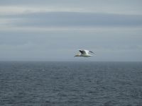 Basstölpel vor Lerwick Shetland Inseln