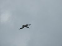 Basstölpel begleiten die MS Spitsbergen