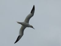 Basstölpel sind gut von Bord der MS Spitsbergen zu beobachten