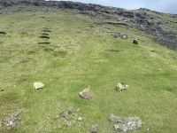 die Färöer Inseln werden auch Schafsinseln genannt