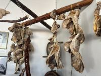 Hurtigruten - Kreuzfahrt MS Spitsbergen - Island - Bkkagerdi