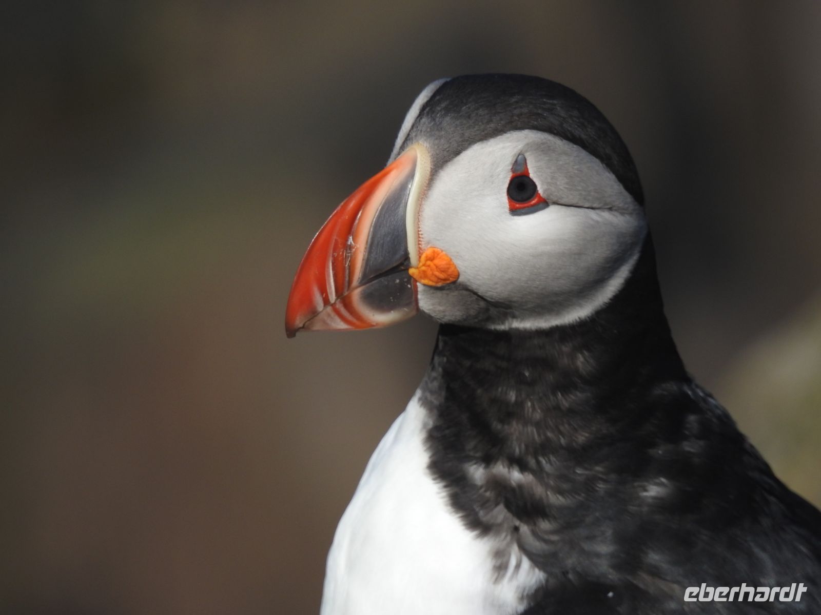 Hurtigruten - Kreuzfahrt MS Spitsbergen - Island - Bkkagerdi