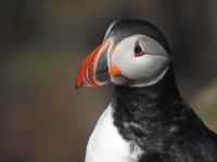 Hurtigruten - Kreuzfahrt MS Spitsbergen - Island - Bkkagerdi