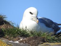 Hurtigruten - Kreuzfahrt MS Spitsbergen - Island - Bkkagerdi