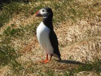 Hurtigruten - Kreuzfahrt MS Spitsbergen - Island - Bkkagerdi