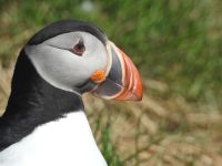 Hurtigruten - Kreuzfahrt MS Spitsbergen - Island - Bkkagerdi