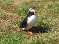 Hurtigruten - Kreuzfahrt MS Spitsbergen - Island - Bkkagerdi