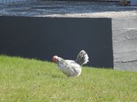 Hurtigruten - Kreuzfahrt MS Spitsbergen - Island - Bkkagerdi