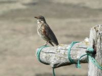 Hurtigruten - Kreuzfahrt MS Spitsbergen - Island - Bkkagerdi