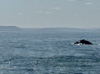 Island - Husavik - Whale watching