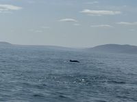 Island - Husavik - Whale watching