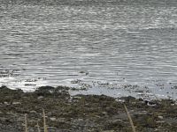 Hurtigruten - MS Spitsbergen - Island - Akureyri 