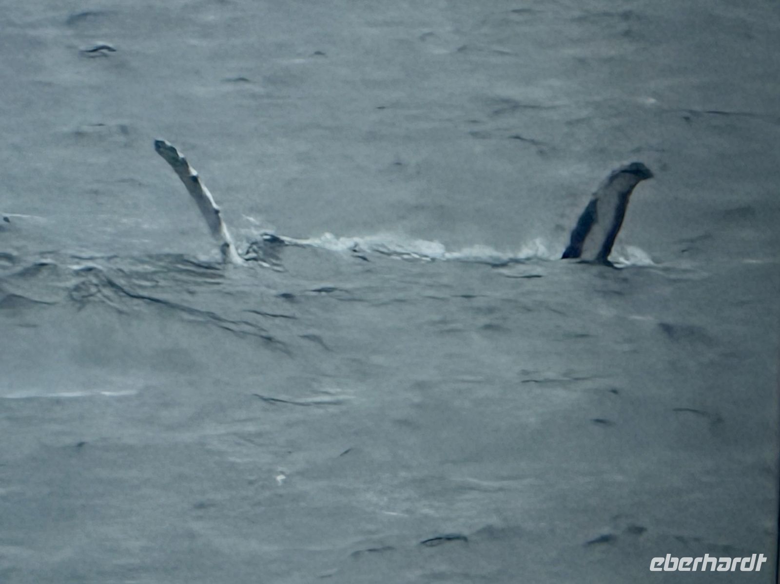 Hurtigruten - MS Spitsbergen - auf See