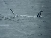 Hurtigruten - MS Spitsbergen - auf See