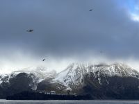 Hurtigruten - MS Spitsbergen - Jan Mayen 