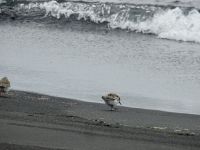 Hurtigruten - MS Spitsbergen - Jan Mayen 