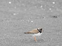 Hurtigruten - MS Spitsbergen - Jan Mayen 