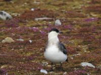 Hurtigruten - MS Spitsbergen  - Spitzbergen 