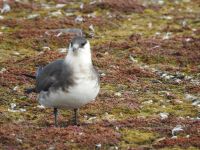 Hurtigruten - MS Spitsbergen  - Spitzbergen 