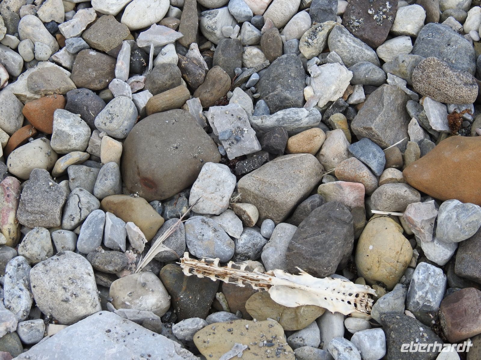 Hurtigruten - MS Spitsbergen  - Spitzbergen 