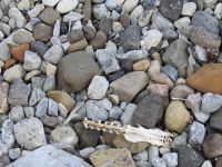 Hurtigruten - MS Spitsbergen  - Spitzbergen 