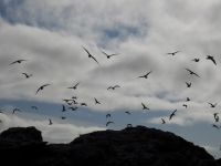 Hurtigruten - MS Spitsbergen  - Spitzbergen 
