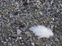Hurtigruten - MS Spitsbergen  - Spitzbergen 