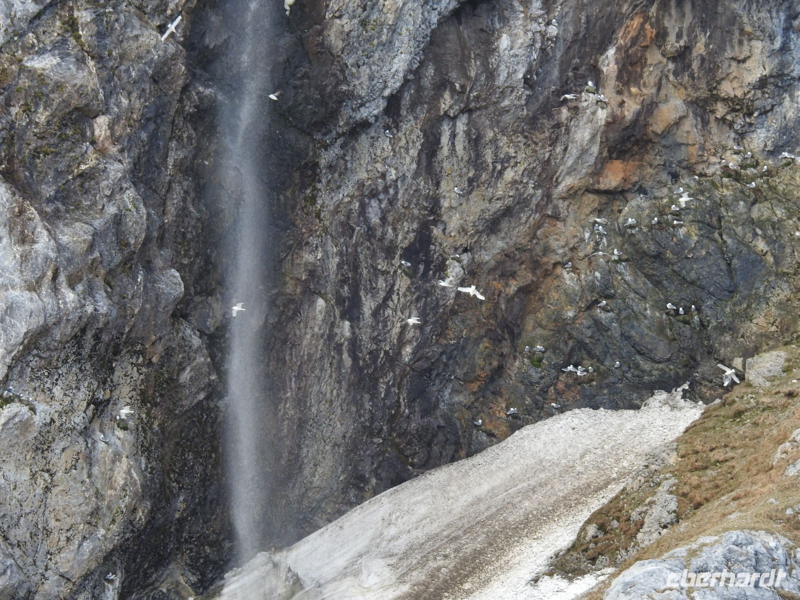 Hurtigruten - MS Spitsbergen  - Spitzbergen 