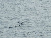 Hurtigruten - MS Spitsbergen  - Spitzbergen 