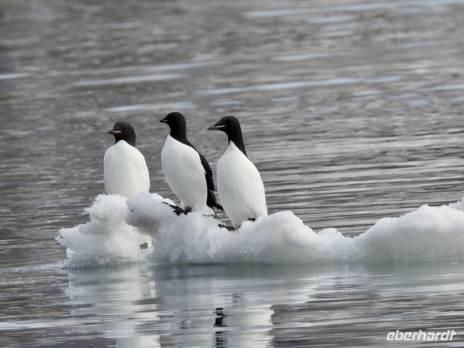 Hurtigruten - Spitzbergen