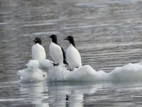 Hurtigruten - Spitzbergen