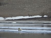 Hurtigruten - Spitzbergen