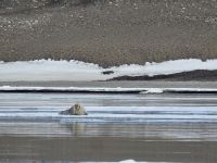 Hurtigruten - Spitzbergen