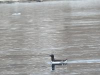 Hurtigruten - Spitzbergen