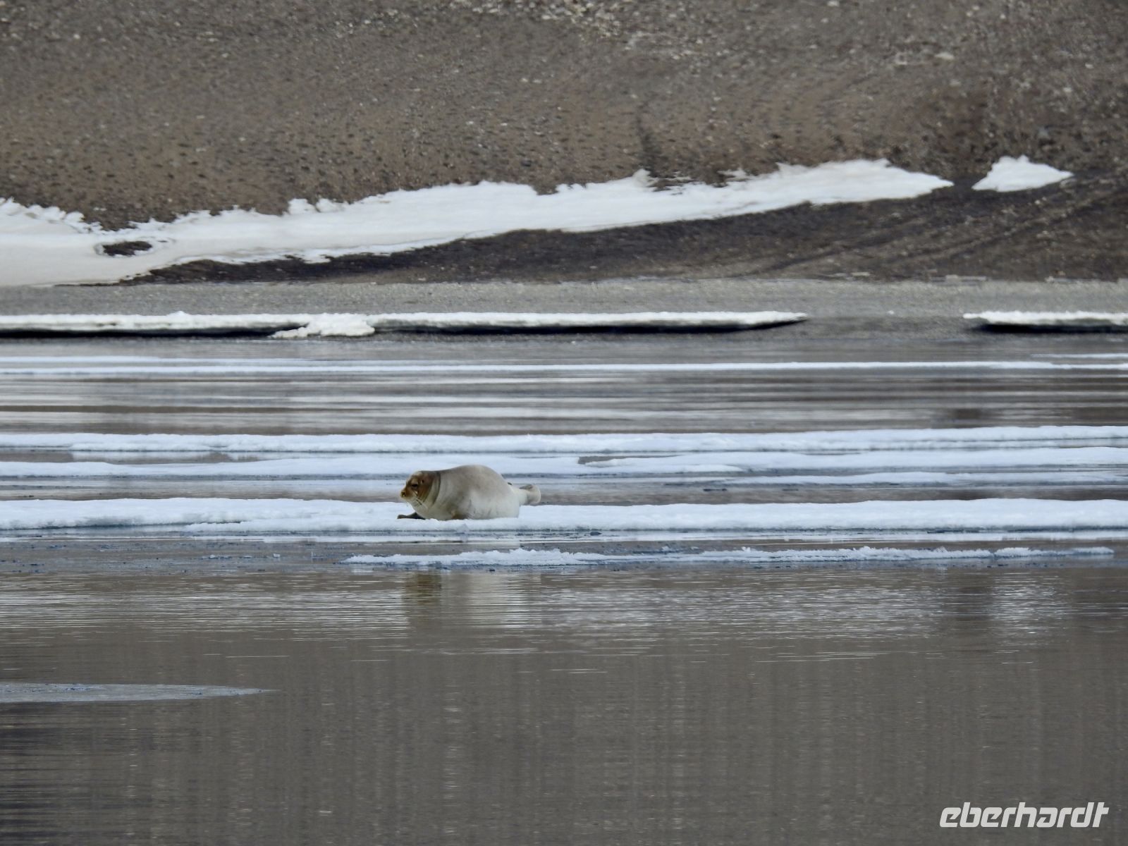 Hurtigruten - Spitzbergen