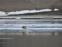 Hurtigruten - Spitzbergen