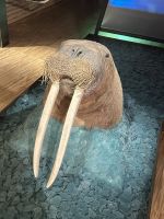 Hurtigruten - Spitzbergen - Longyearbyen 