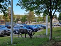 Saariselkä - Rentiere...