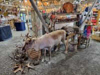 Sami-Camp bei Balsfjord