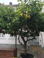 Wenn schon keine Frucht, dann zumindest vom Hand geschmückt