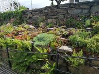 Kräutergarten von Gamle Stavanger