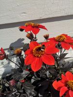 die Hummel aus Stavanger