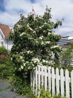 was versteckt sich hinter dem Busch?